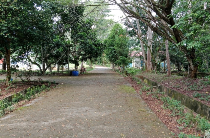 DLH Sekadau tingkatkan penataan RTH dan Taman Kehati