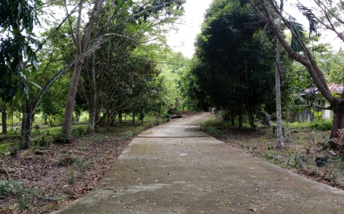 DLH Sekadau tingkatkan penataan RTH dan Taman Kehati dengan konsep hutan kota